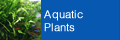 Aquatic Plants