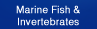 Marine Fish & Invertebrates