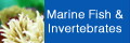 Marine Fish & Invertebrates