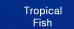 Tropical Fish